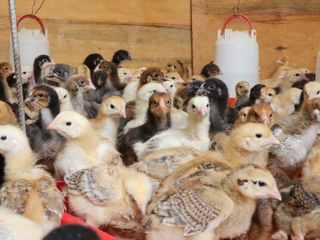 Two weeks old chicken