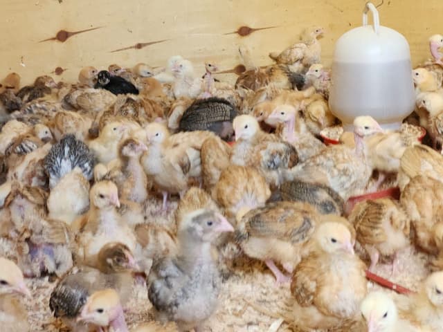 Three weeks old chicken