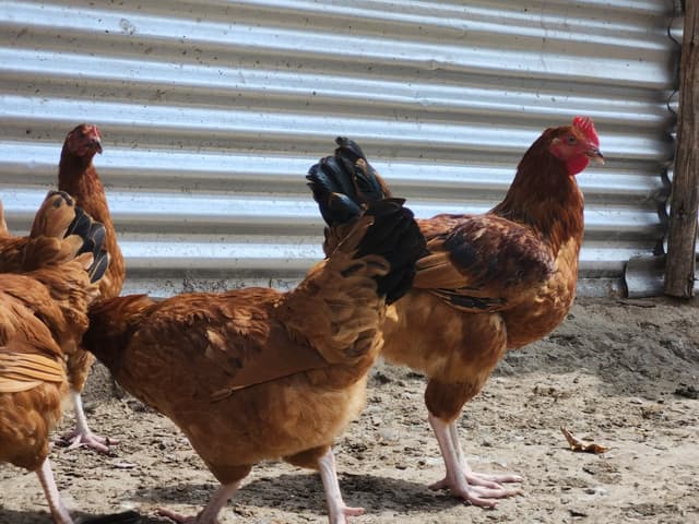 Hen