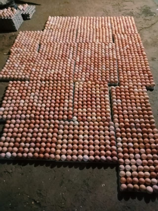 Improved kienyeji eggs